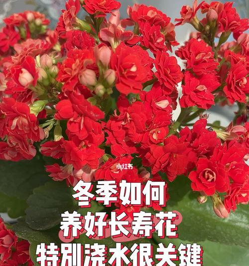 冬季长寿花的管理要点（保护花朵）